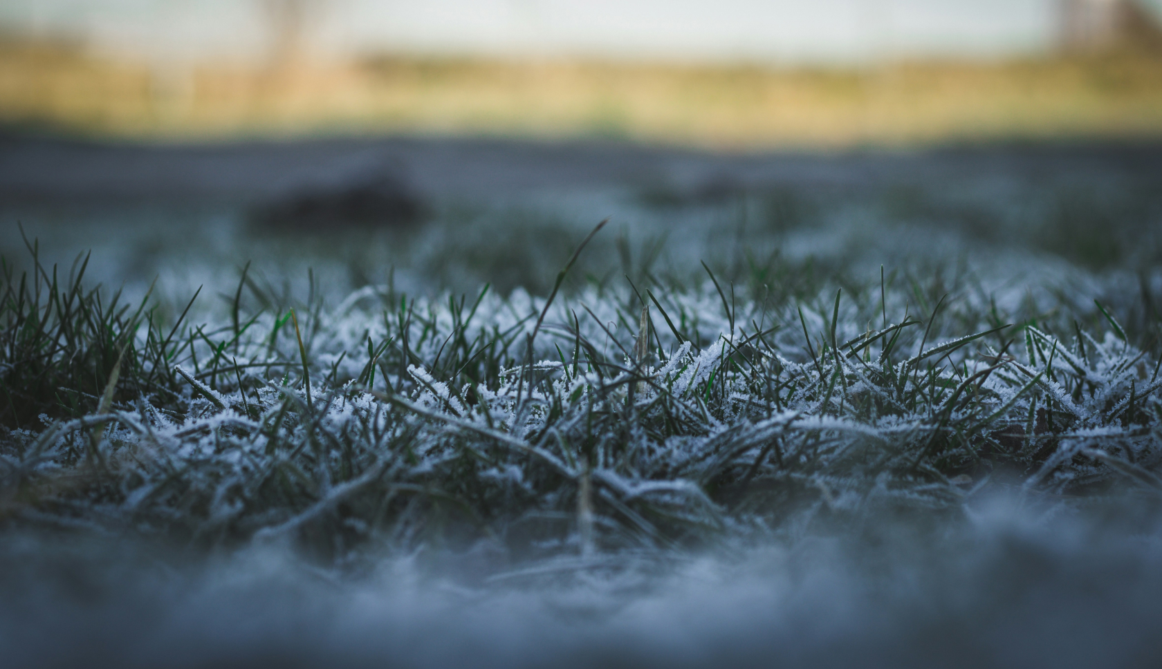 Gras met een laagje rijp