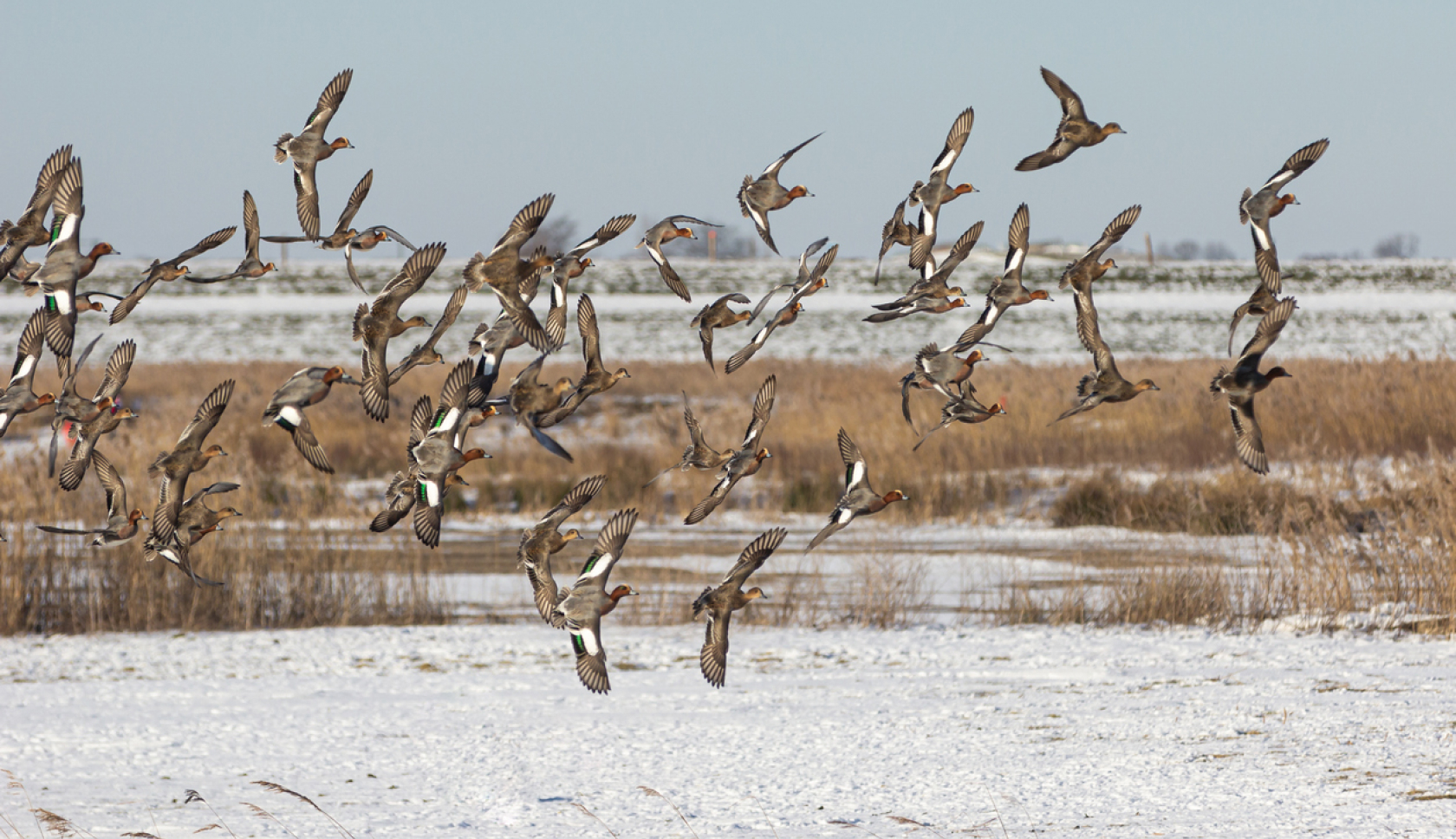 Wintervogels in Nederland 