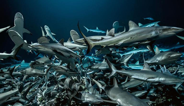 Ocean Film Tour 2019