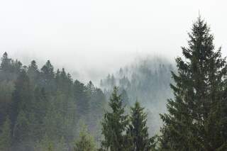 The sun filtering through mist and trees on a spring morning.