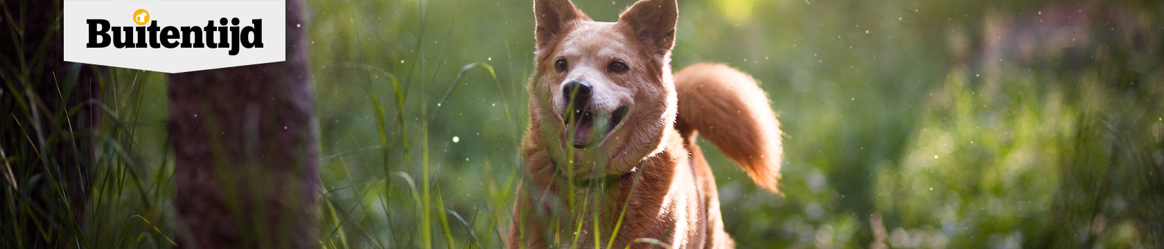 Top 5 hondvriendelijke wandelingen