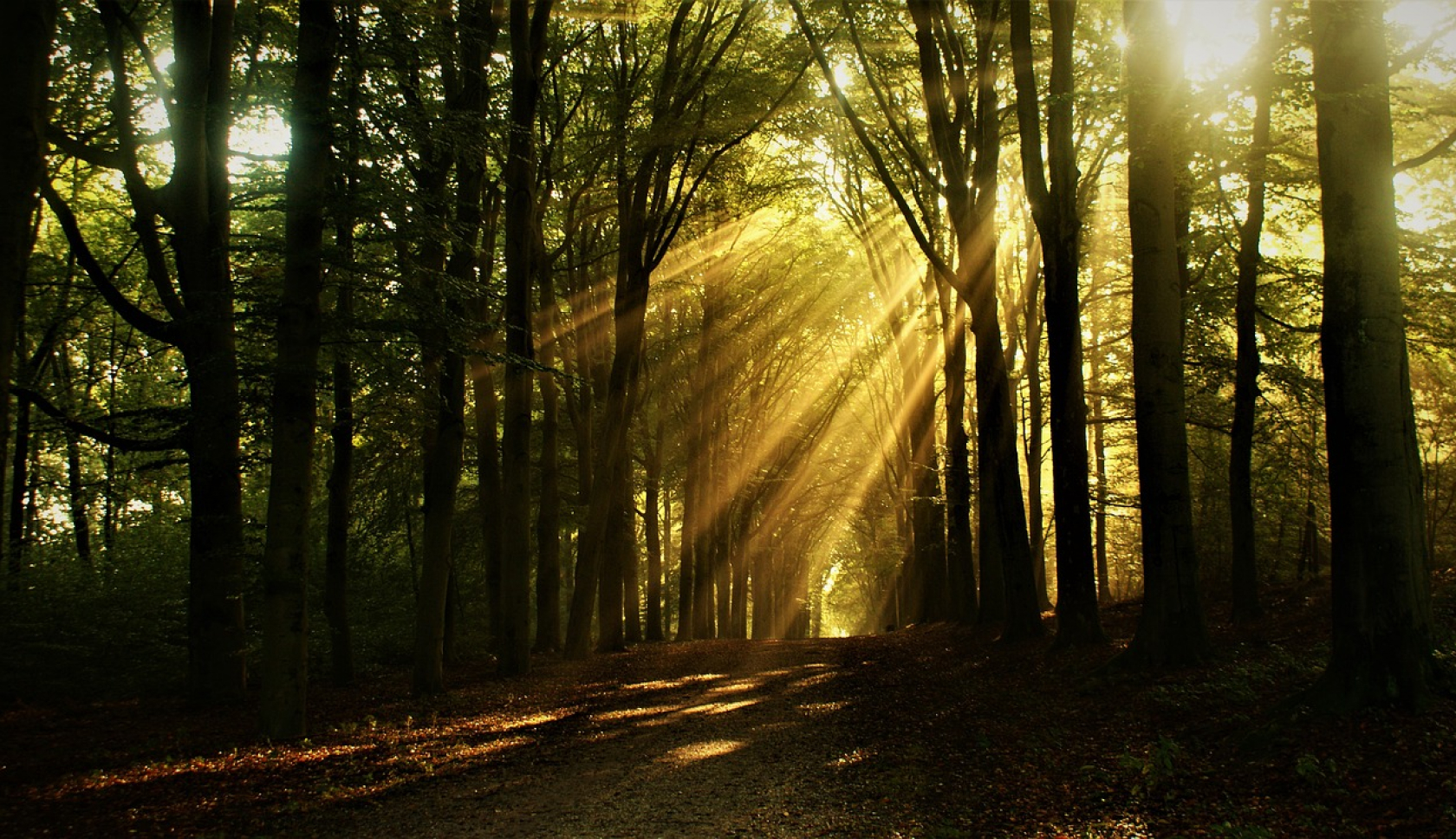 De zon vormt banen van licht in een dichtbegroeid bos