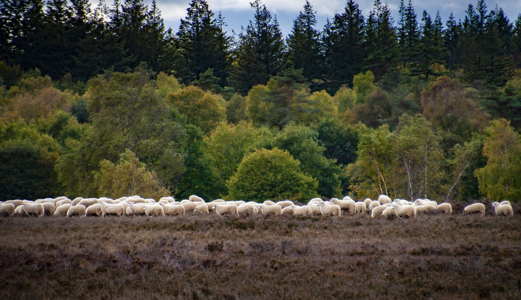 Talloze schapen grazen op de bloeiende heide van Hoog Buurlo op de Veluwe