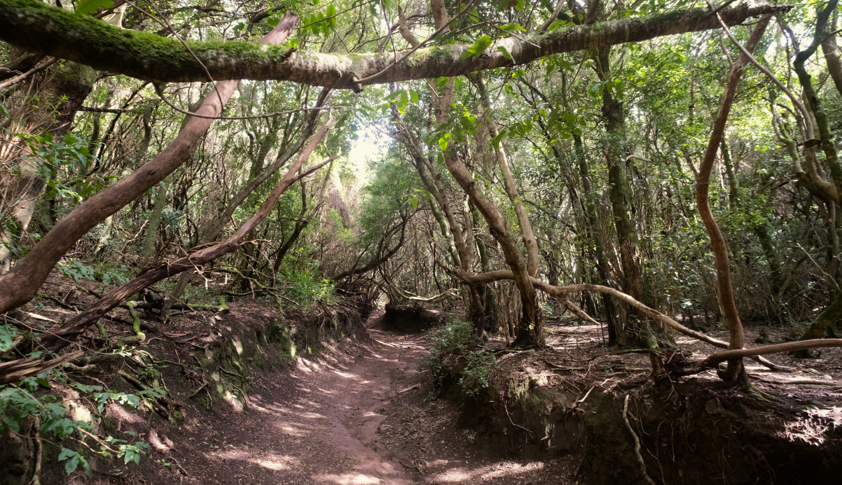 Een kronkelend bospad tussen dichten bomen, perfect voor een trailrun