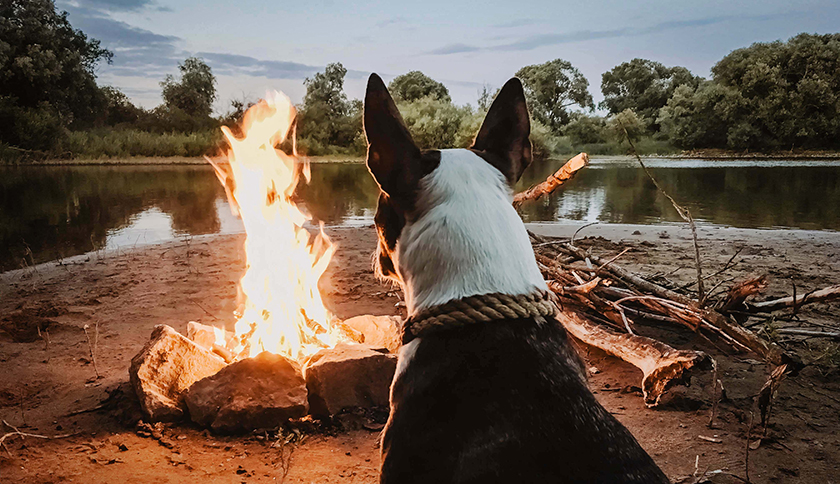 hond kijkt naar het kampvuur