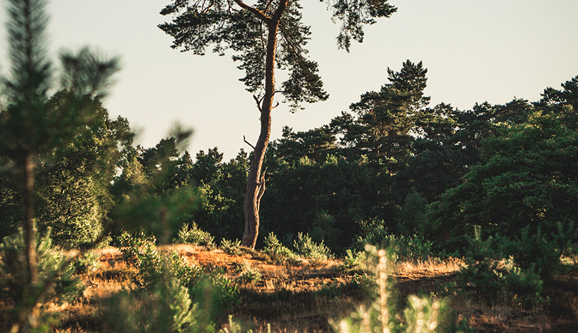 Natuur op de Heuvelrug 