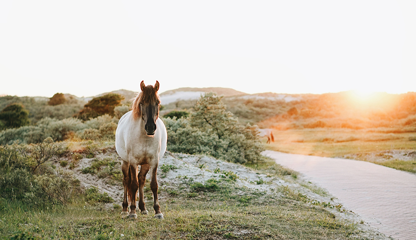Paard loopt over Kennemerduinen
