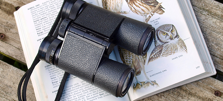 Bever vogelspotguide: tips voor beginnende vogelaars