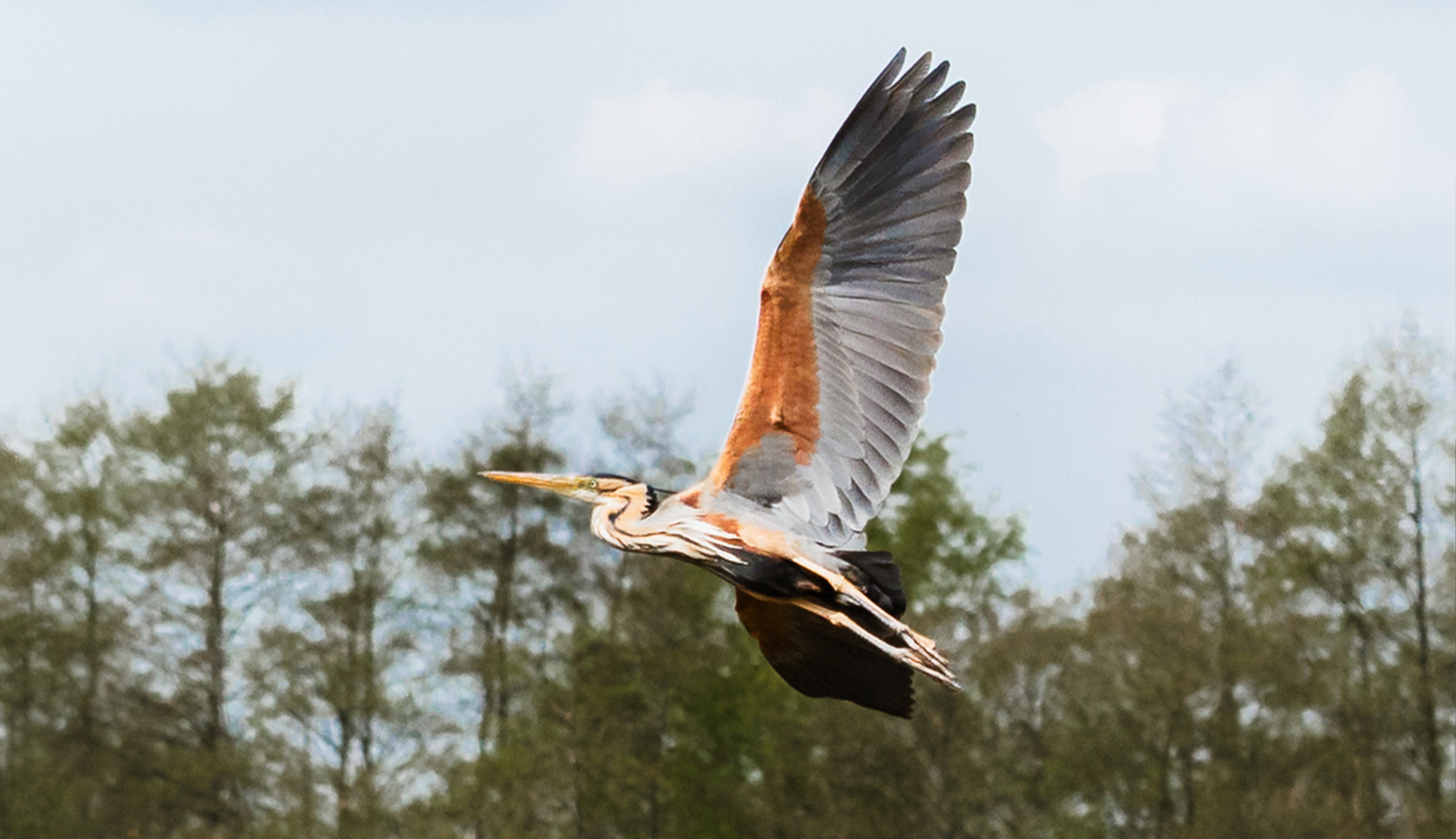 ooievaar in de lucht