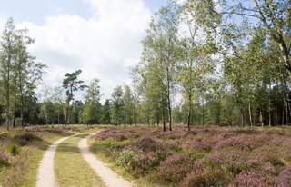 In Kroondomein Het Loo vind je routes voor ieder type wandelaar