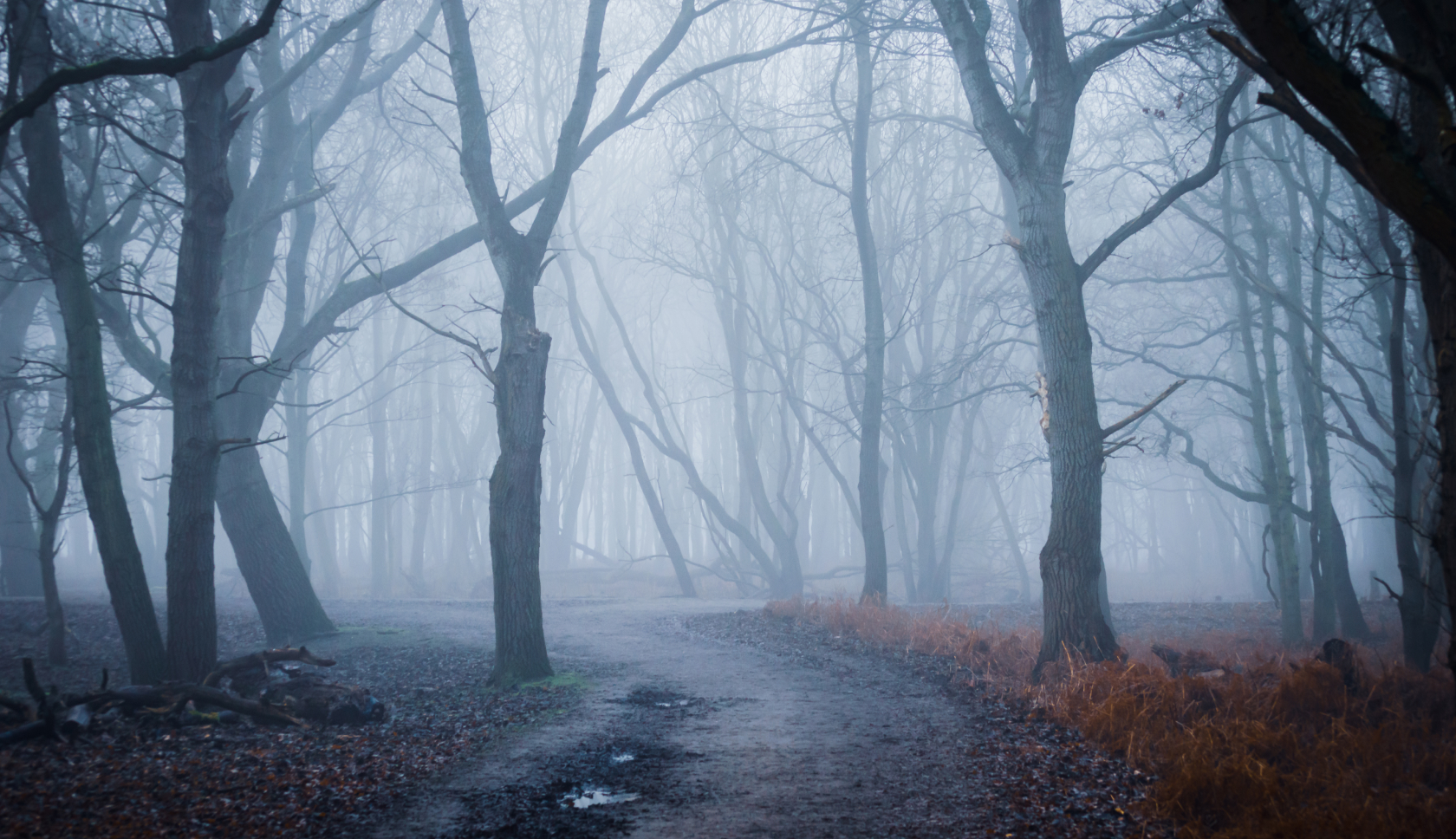 een donker, mistig bos
