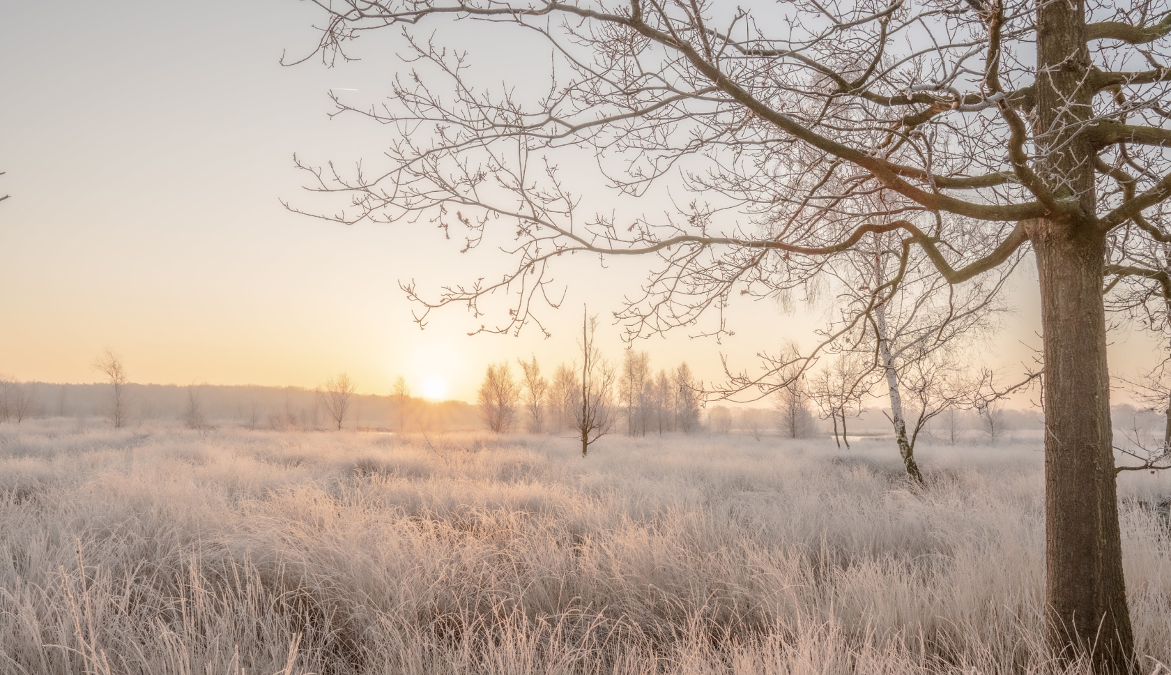 besneeuwd nederlands landschap