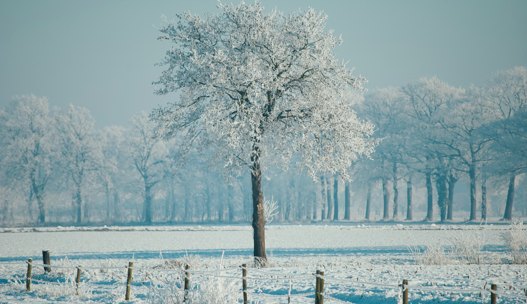 besneeuwd bomen tijdens een winterwandeling