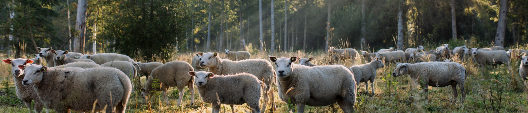 Schaapjes in het bos