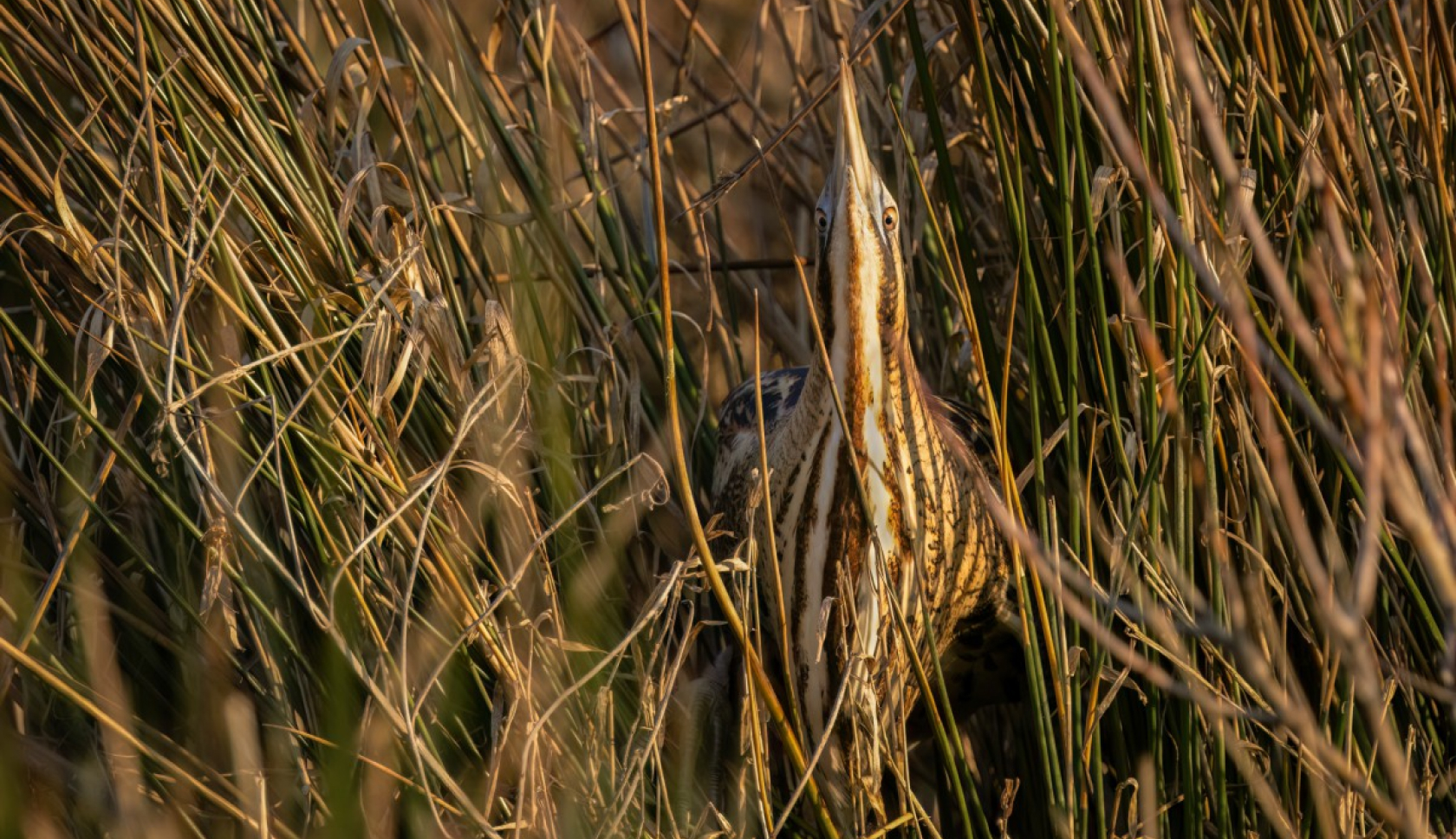 Boswachterspad Holle Beetse Vennekampen in Westerwolde is een thuis voor vele vogelsoorten