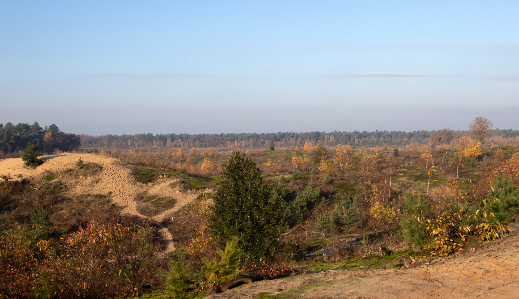 Boswachterspad Schadijkse Bossen gaat langs stuifduinen en door bos