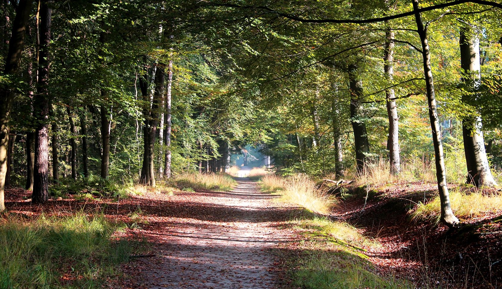 Wandelaars op een onverhard bospad in de Horendonkse Bossen in België.