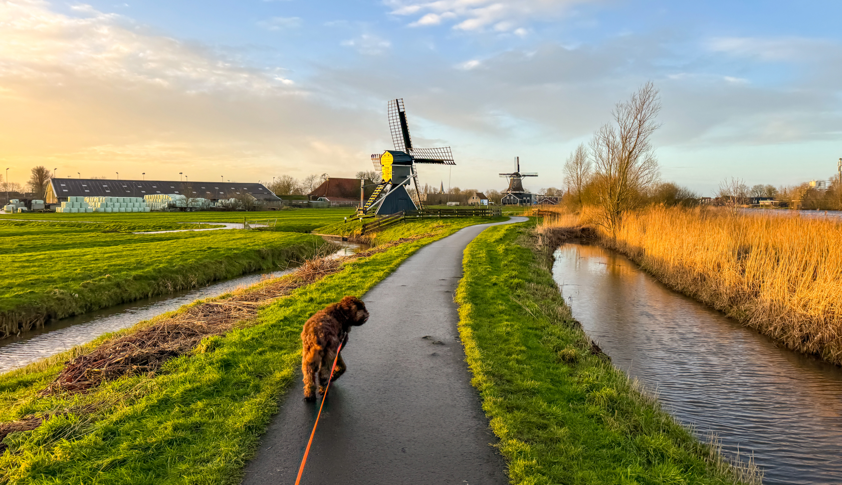 wandelen met hond over pad langs slootjes richting molen