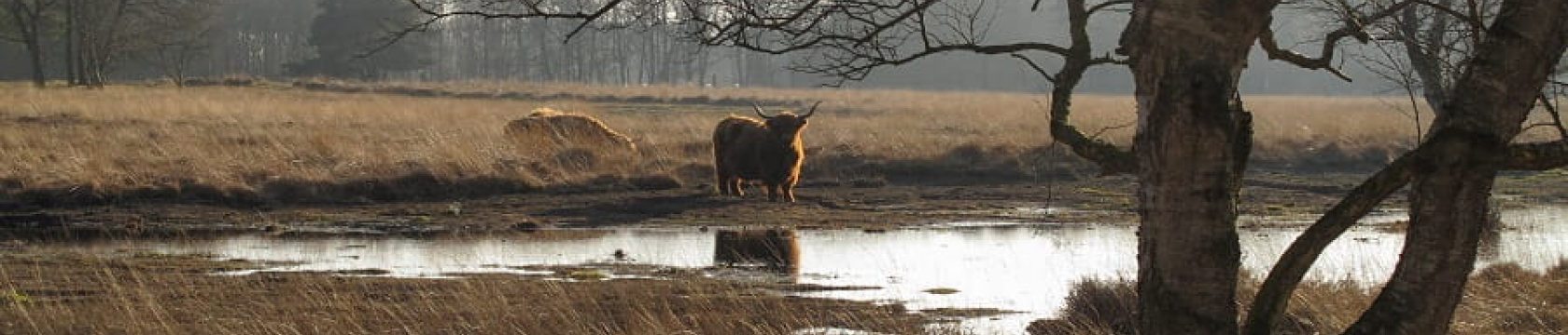 Een groepje vrienden wandelt in het bos