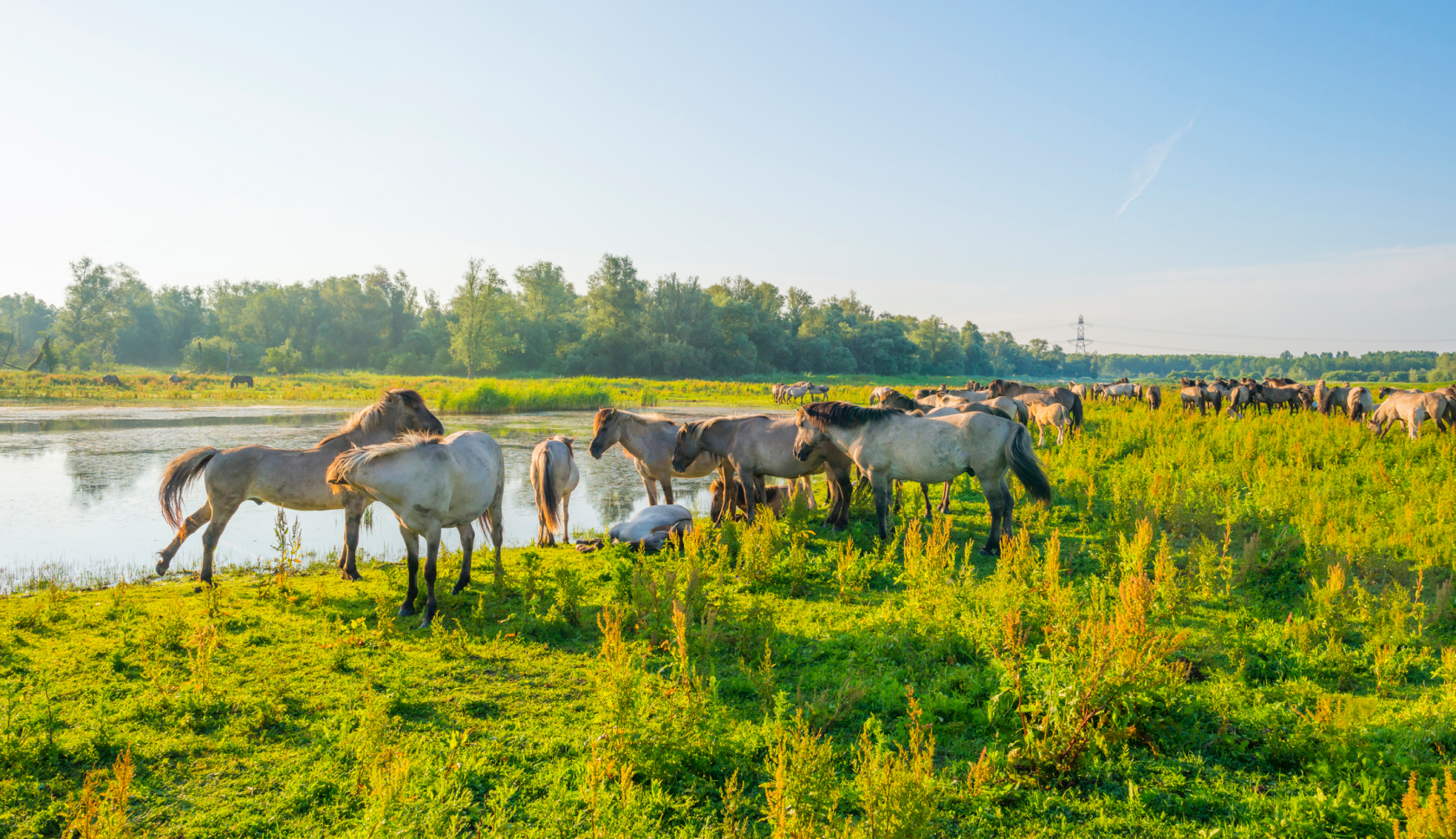 Konikpaarden staan bij het water in de Oostvaardersplassen