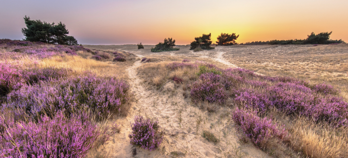 Natuurgebieden in Nederland: de mooiste nationale parken op een rij