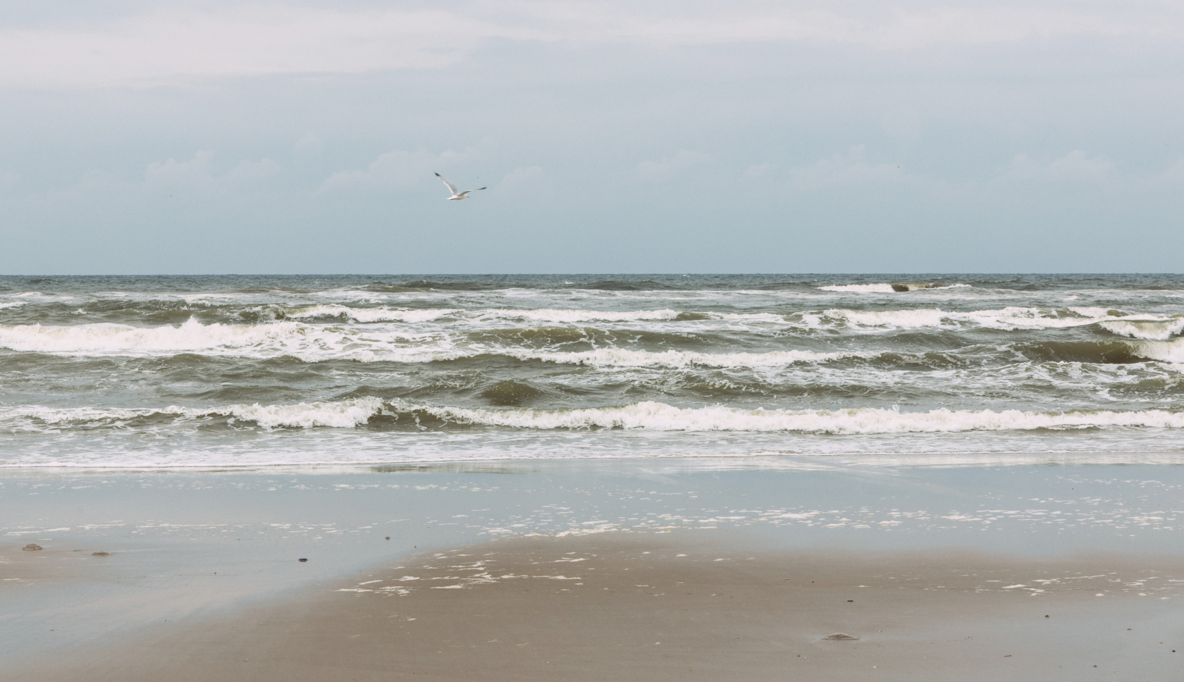 Een meeuw vliegt boven het strand