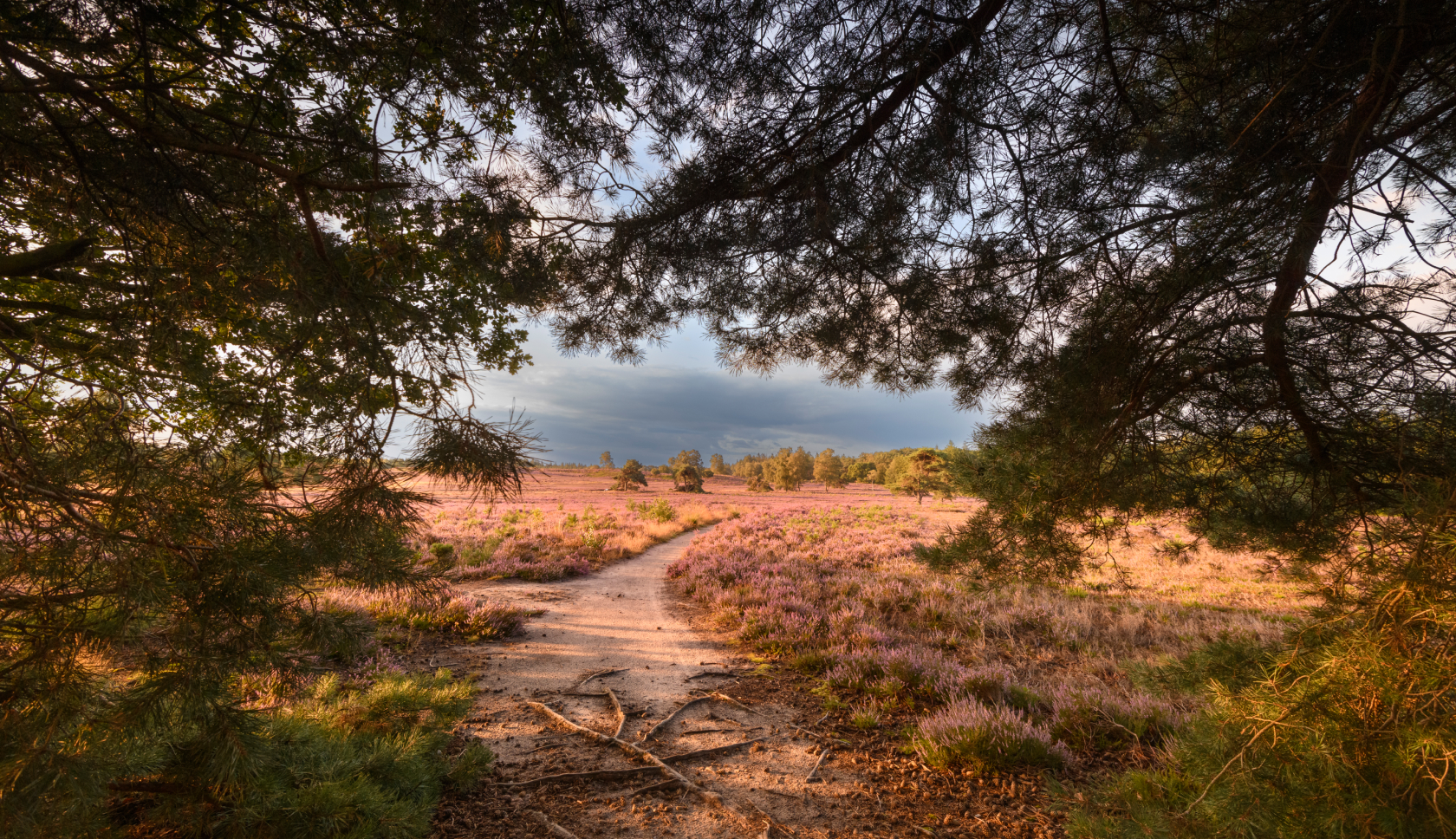 Een roze kleurend heidelandschap op de Veluwe