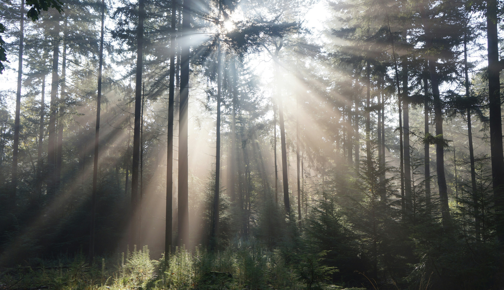 De zon maakt banen door het bladerdek van een bos
