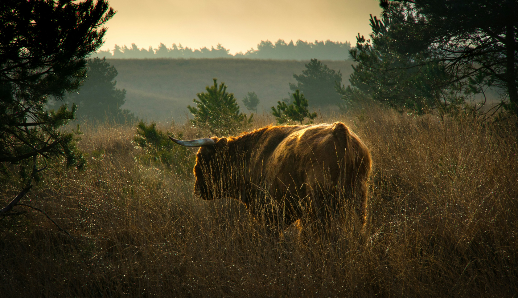 Een schotse hooglander staat in hoog gras tijdens golden hour