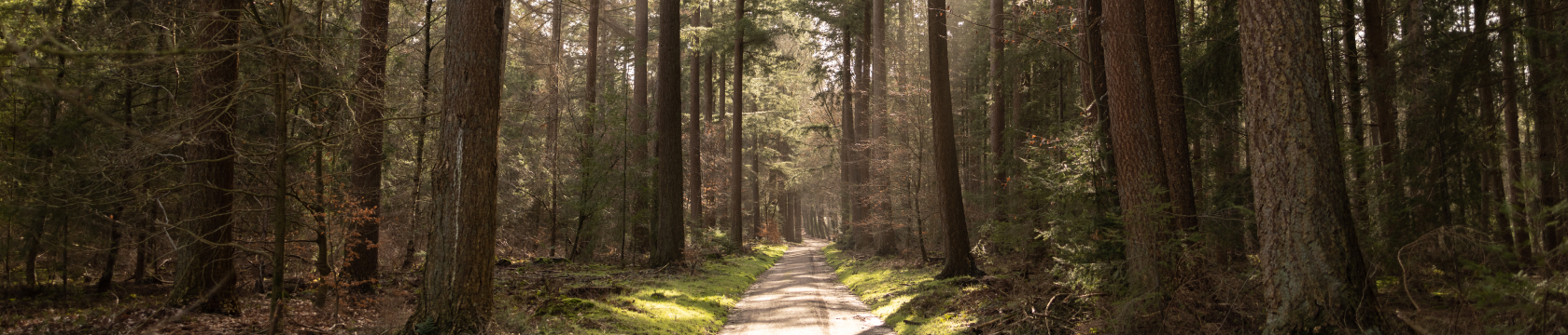 Een bospad tussen hoge bomen
