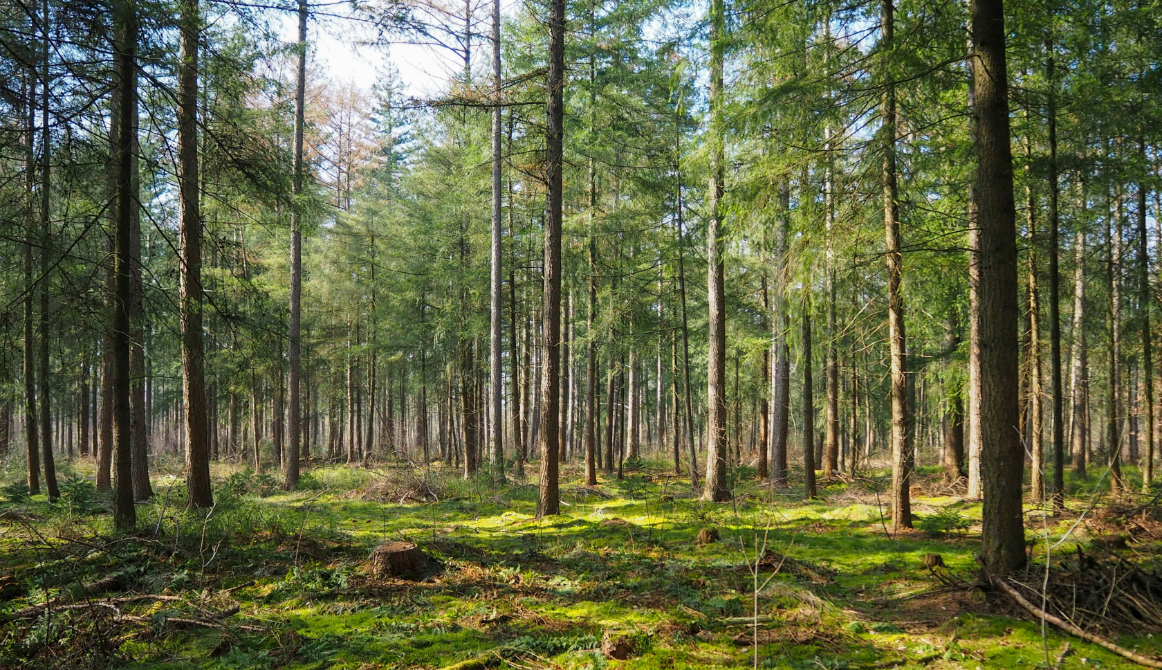 Een bos vol hoge naaldbomen en prachtig groen mos