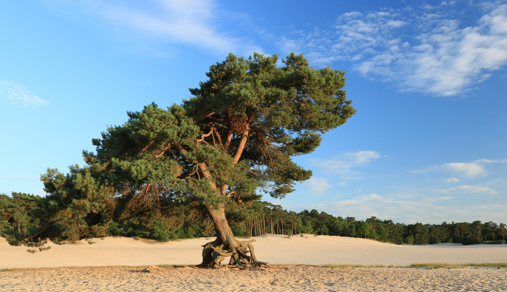 Een grote boom op het mulle zand van de Soesterduinen