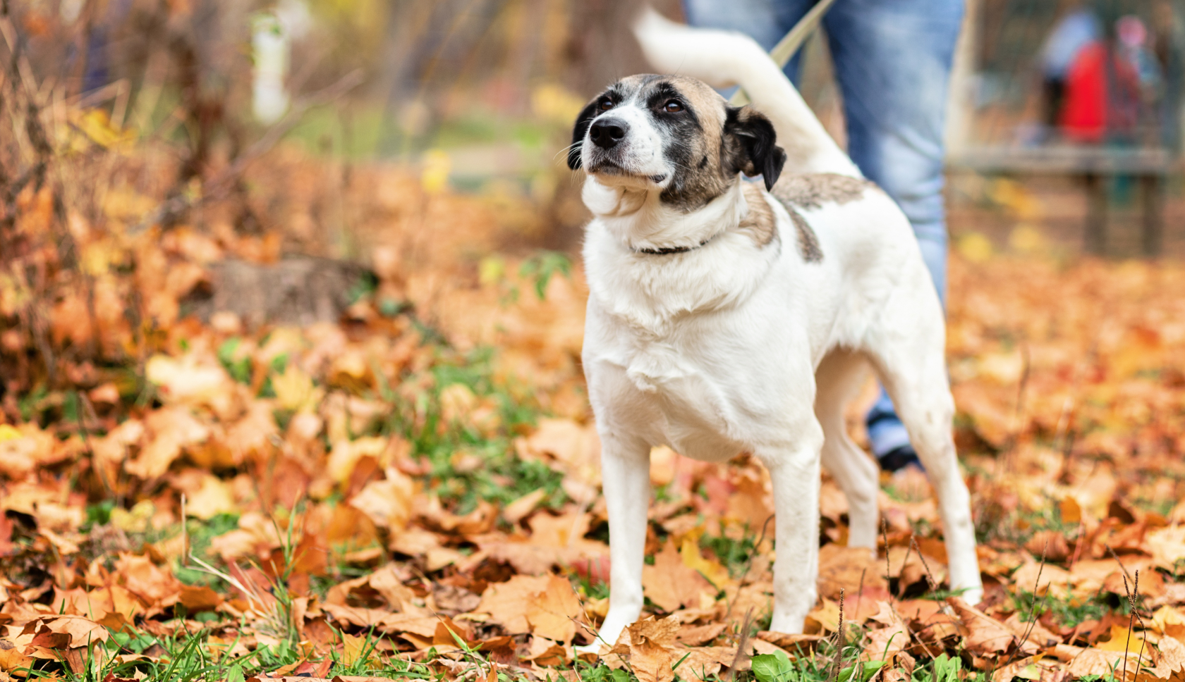 hond staat in bladeren in het bos
