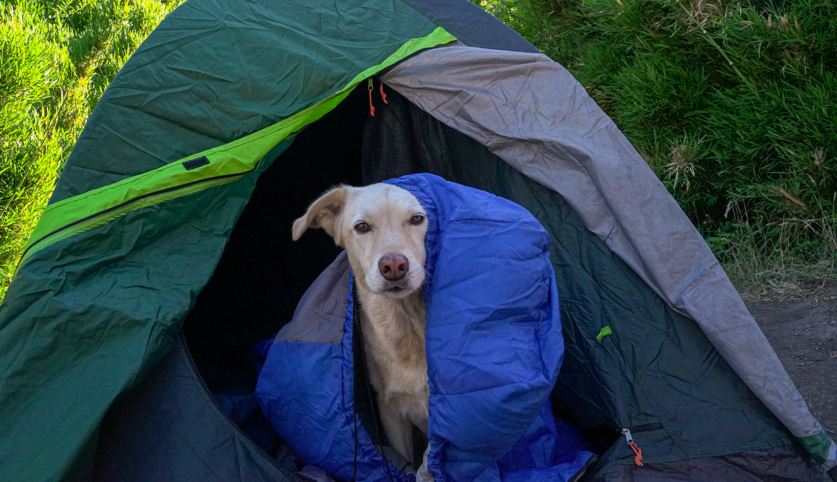 hond in slaapzak staat bij de ingang van een tent