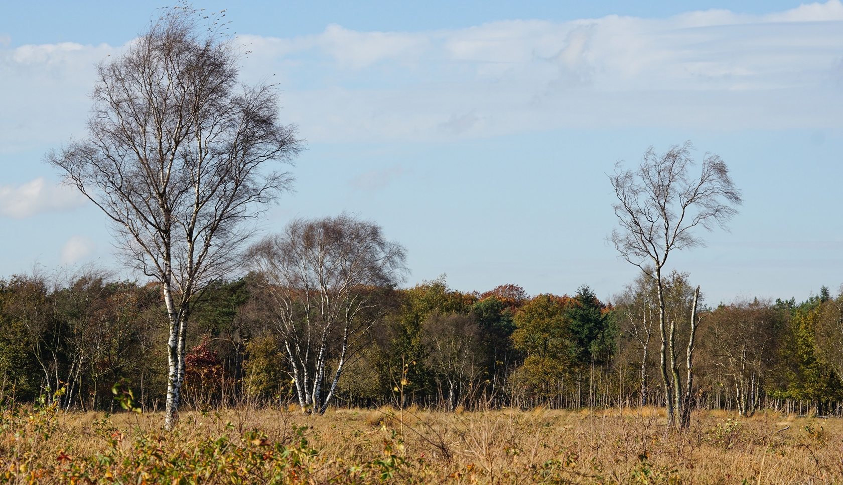 Op Boswachterspad Bos en Heide tref je ongetwijfeld een paar Schotse hooglanders