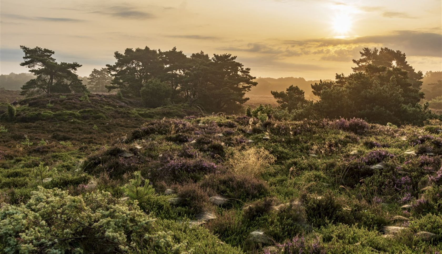 Een weelderig heidelandschap bij zonsondergang