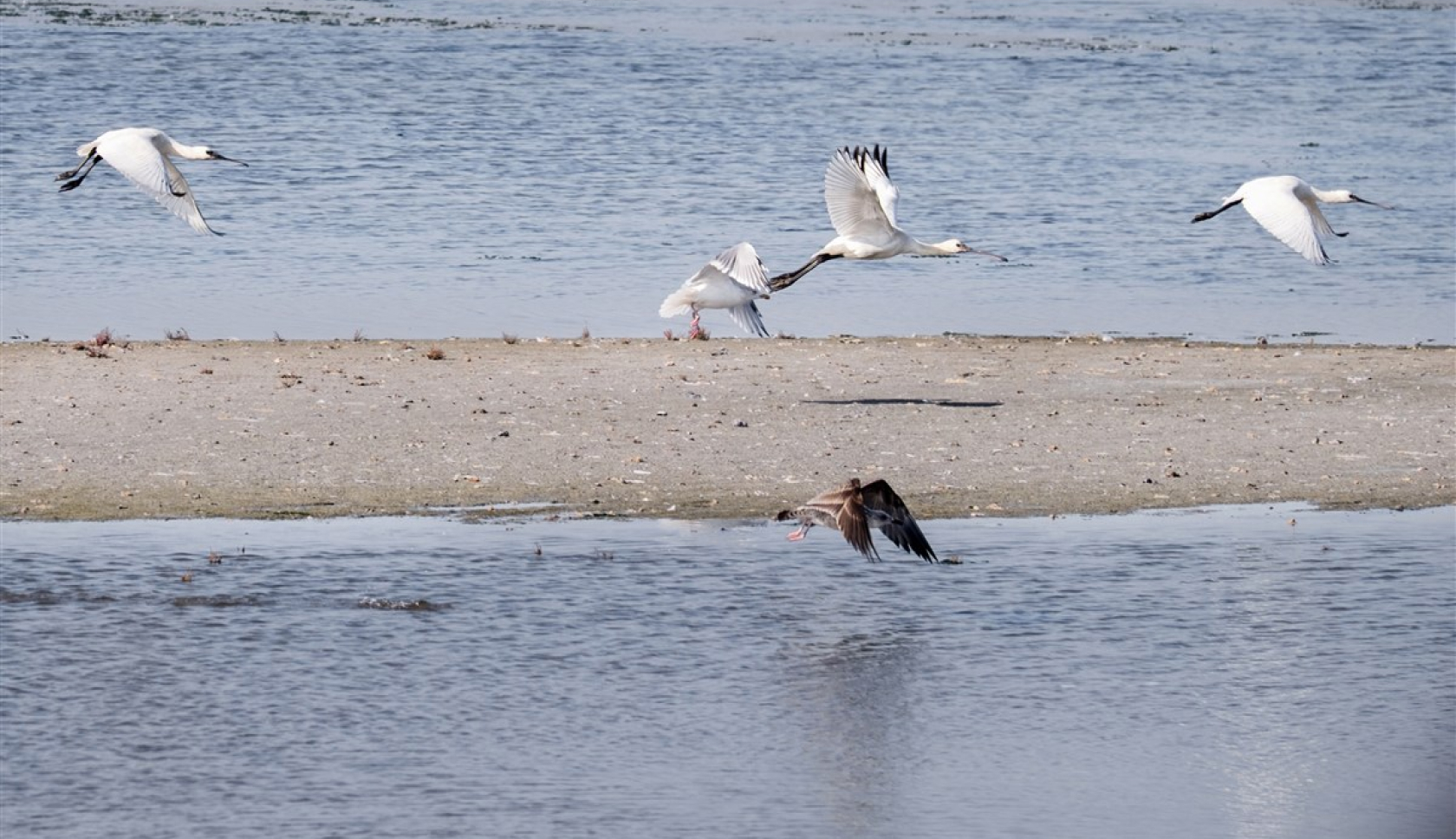 Lepelaars vliegen bij boswachterspad Posthuiswad Kroon's Polder op Vlieland