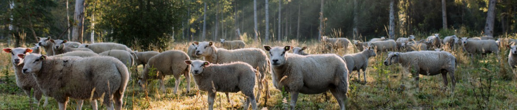 Schapen staan op gras tussen bomen.