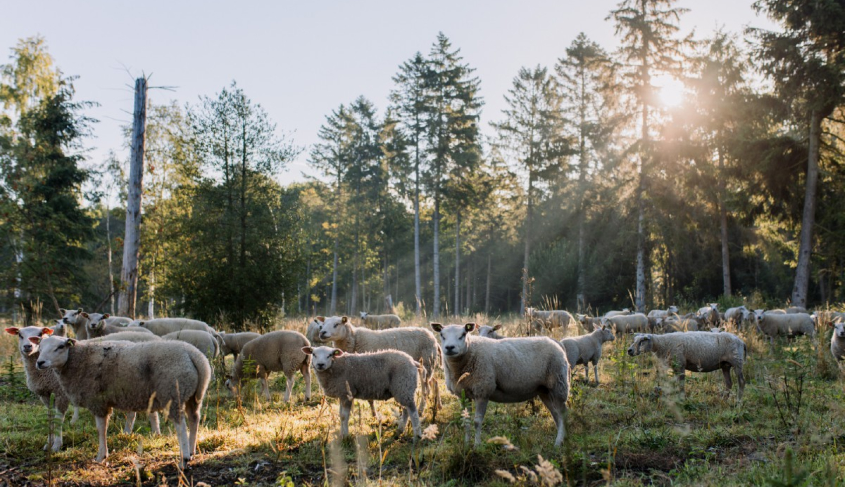 Schapen staan op gras tussen bomen.