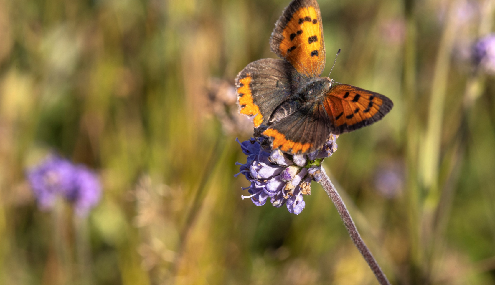 Kleine vuurvlinder op blauwe knoop.