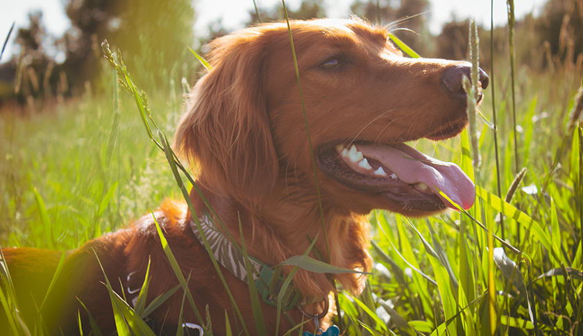 hond in het gras