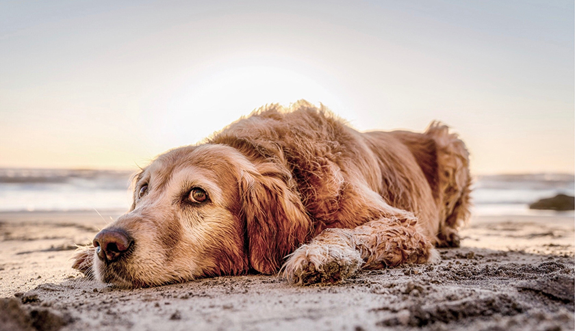 hond ligt in het zand 