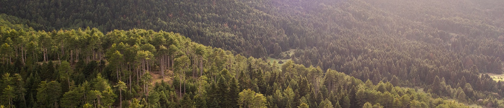 uitzichtfoto van bomen met bergen in de verte