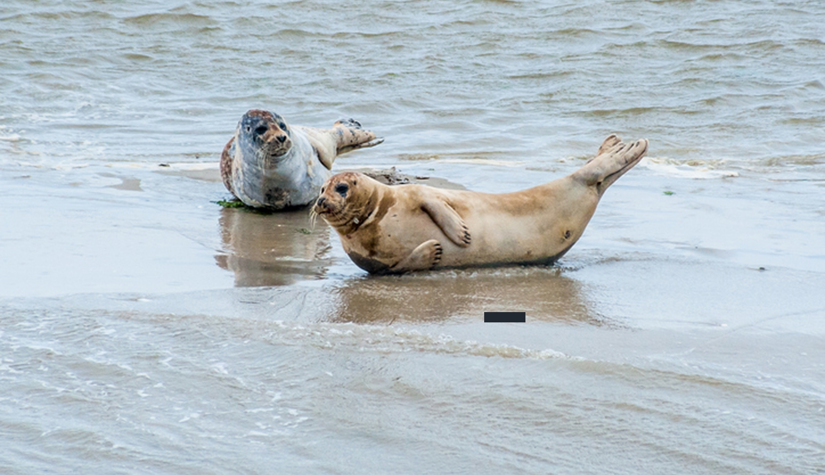 Zeehonden rusten op het strand aan de waterkant