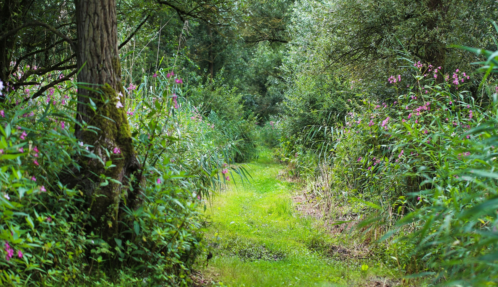 boswachterspad oeverlanden hollands diep