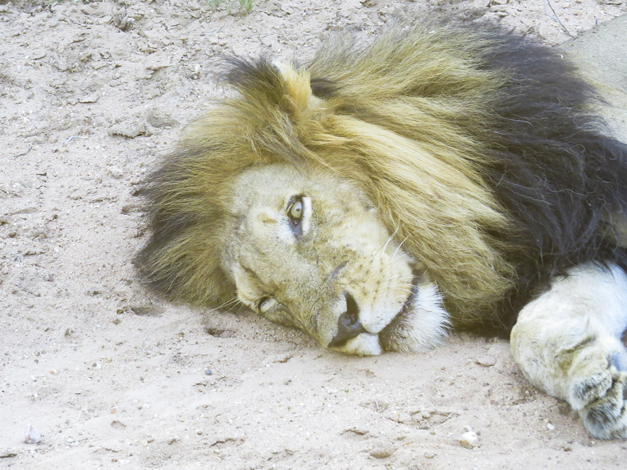 Sawadee - closeup of a male lion lying in the sand