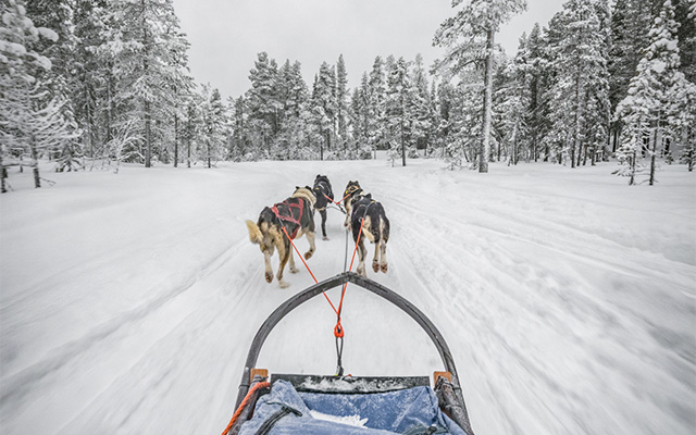 honden trekken slee door de sneeuw